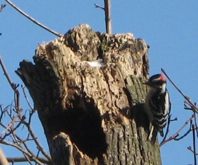 woodpecker 003.jpg